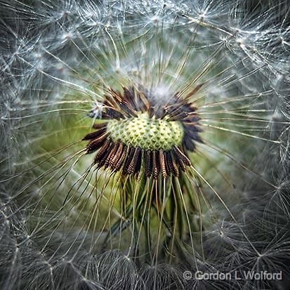 Dandelion Seed Head_00338.jpg - Photographed at Smiths Falls, Ontario, Canada.